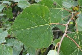 Use Aspen to improve potency