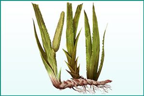 Calamus for general strengthening and potency